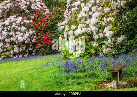 Rhododendren und Glockenblumen in den Wäldern des Weingutes Bowood in Wiltshire. Stockfoto