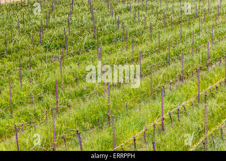 Felder der Obstgärten in geometrischen Reihen nach der modernen Landwirtschaft auf friedlichen Ebene organisiert Stockfoto