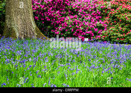 Rhododendren und Glockenblumen in den Wäldern des Weingutes Bowood in Wiltshire. Stockfoto