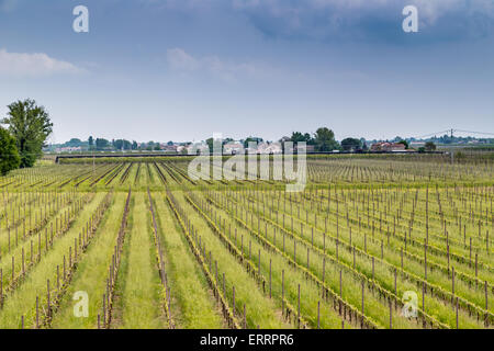 Felder der Obstgärten in geometrischen Reihen nach der modernen Landwirtschaft auf friedlichen Ebene organisiert Stockfoto