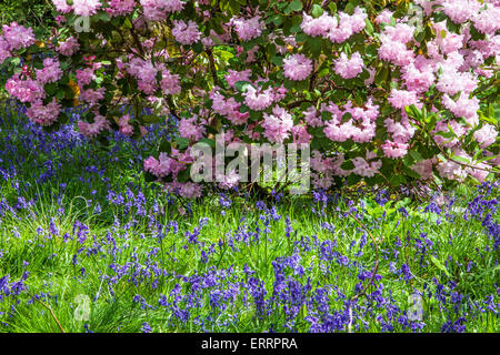 Rhododendren und Glockenblumen in den Wäldern des Weingutes Bowood in Wiltshire. Stockfoto