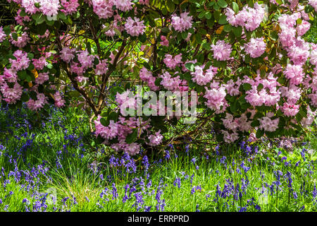 Rhododendren und Glockenblumen in den Wäldern des Weingutes Bowood in Wiltshire. Stockfoto