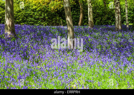 Glockenblumen in den Wäldern des Weingutes Bowood in Wiltshire. Stockfoto