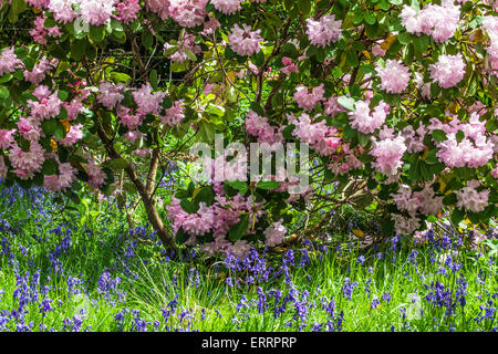 Rhododendren und Glockenblumen in den Wäldern des Weingutes Bowood in Wiltshire. Stockfoto