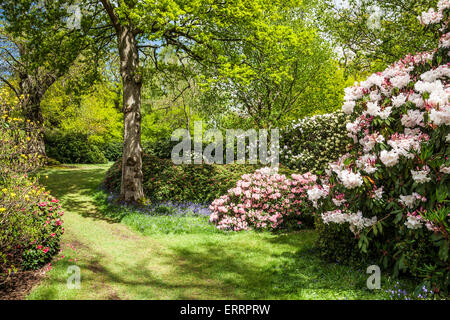 Rhododendren und Glockenblumen in den Wäldern des Weingutes Bowood in Wiltshire. Stockfoto