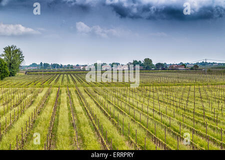 Felder der Obstgärten in geometrischen Reihen nach der modernen Landwirtschaft auf friedlichen Ebene organisiert Stockfoto