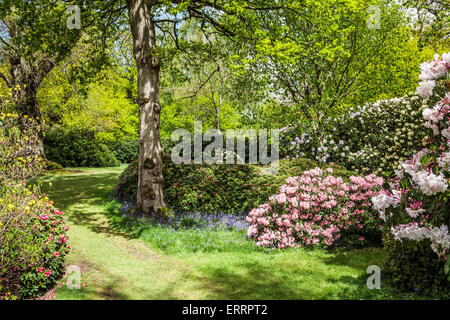 Rhododendren und Glockenblumen in den Wäldern des Weingutes Bowood in Wiltshire. Stockfoto