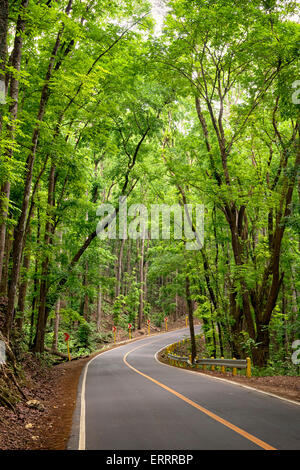 Loboc künstlichen Wald, Bohol - Philippinen. Stockfoto