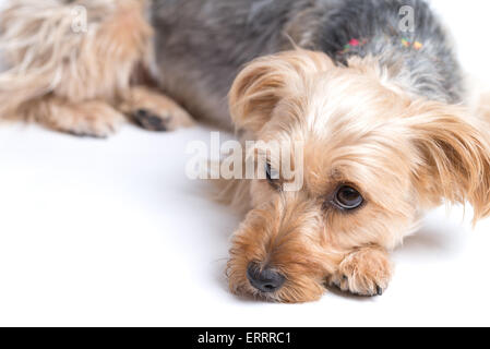 Eine süße Yorkshire-Terrier liegend entspannt auf einem weißen Hintergrund. Stockfoto