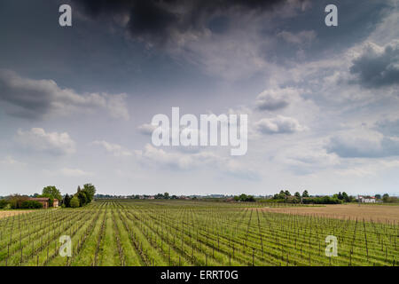 Felder der Obstgärten in geometrischen Reihen nach der modernen Landwirtschaft auf friedlichen Ebene organisiert Stockfoto