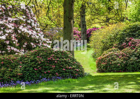 Rhododendren und Glockenblumen in den Wäldern des Weingutes Bowood in Wiltshire. Stockfoto