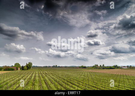 Felder der Obstgärten in geometrischen Reihen nach der modernen Landwirtschaft auf friedlichen Ebene organisiert Stockfoto