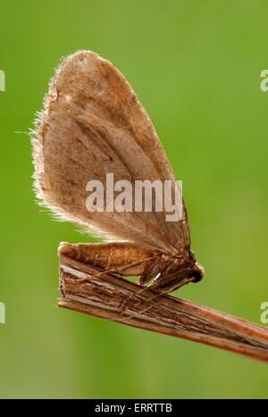 Winter-Motte Stockfoto