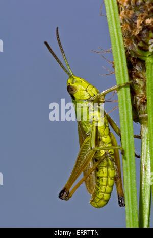 grüne grashopper Stockfoto
