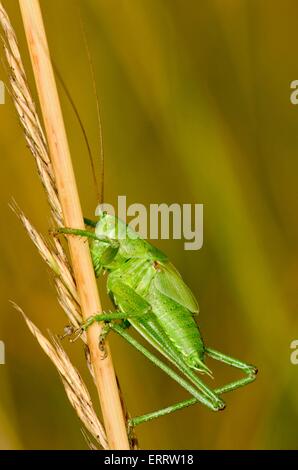 grüne grashopper Stockfoto