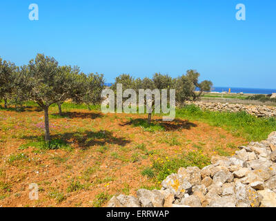 Olive Garden auf dem Hof auf einer Insel Favignana Stockfoto