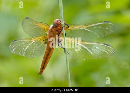 knappen chaser Stockfoto
