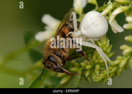 Krabbenspinne Stockfoto