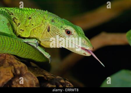 Smaragd Baumwaran Stockfoto