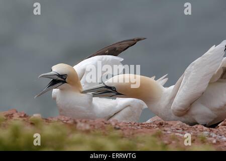 Basstölpel Stockfoto