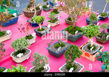 Bonsai-Bäume und Pflanzen in Töpfen für den Verkauf auf einem Marktstand in Sydney, Australien Stockfoto