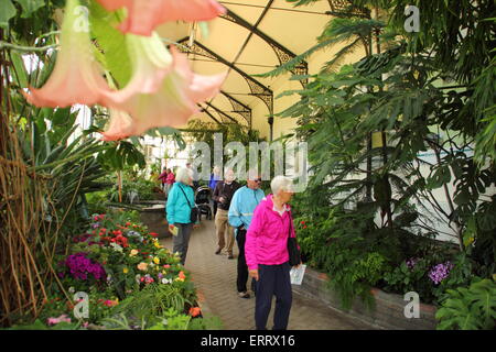 Besucher befragen die Blumengestecke in den Pavillons Garten Treibhaus in Buxton in Derbyshire, England UK - Sommer Stockfoto