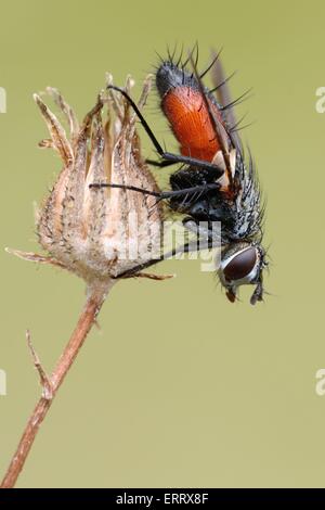 Tachinids parasitische fliegen Stockfoto