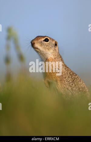 Europäische Zieselmaus Stockfoto