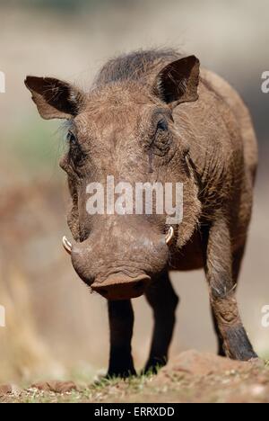 arthog Stockfoto