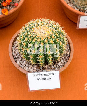 Barrel Cactus Stockfoto