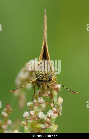 Skipper Stockfoto