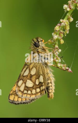 Skipper Stockfoto