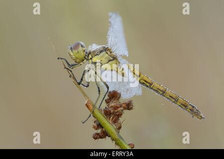 Vagrant darter Stockfoto