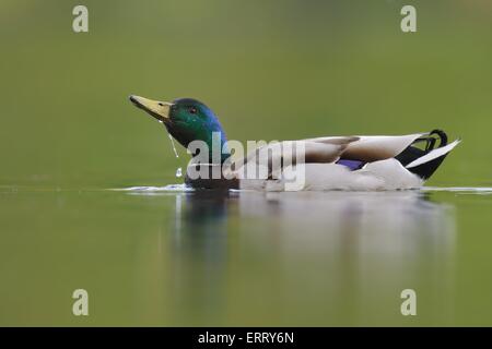 Stockente Stockfoto