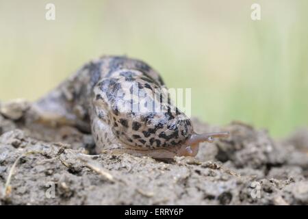 Tiger-Schnecke Stockfoto