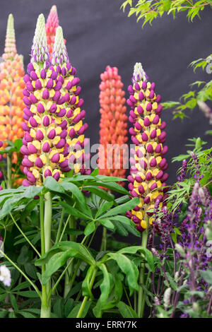 Lupin Stockfoto