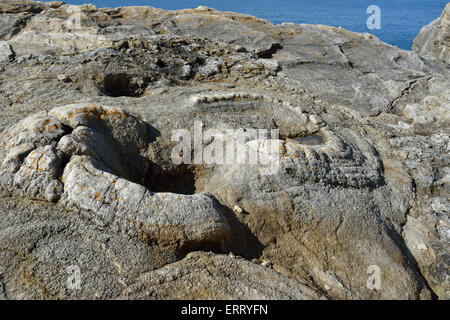 Fossil-Wald in der Nähe von Lulworth Cove versteinerte Überreste eines 140 Millionen Jahre alten Baumes Stümpfe Stockfoto