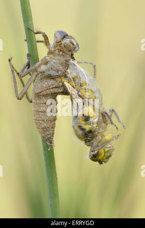 schwarz-angebundene skimmer Stockfoto