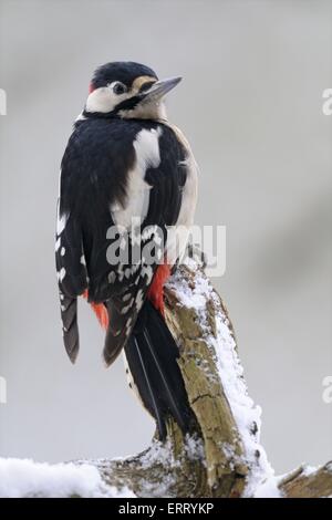 Buntspecht Stockfoto