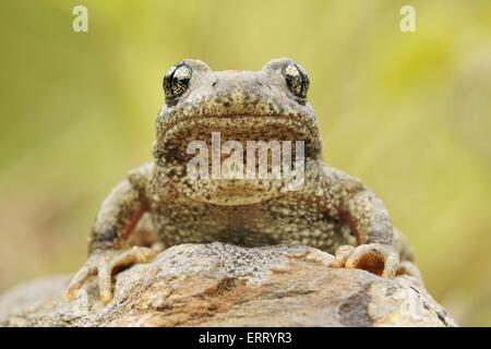 Hebamme-Kröte Stockfoto