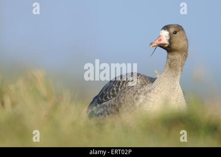 größere weiße – Anser Gans Stockfoto