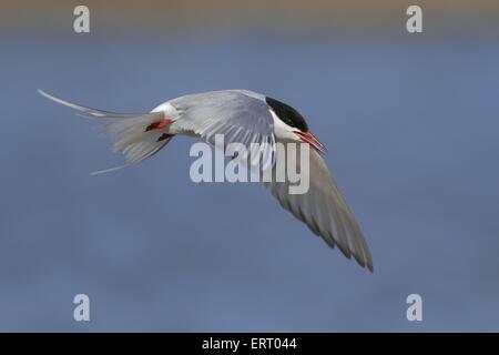 Seeschwalbe Stockfoto