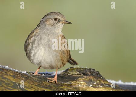 Dunnock Stockfoto