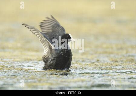 Eurasische schwarze Wasserhuhn Stockfoto