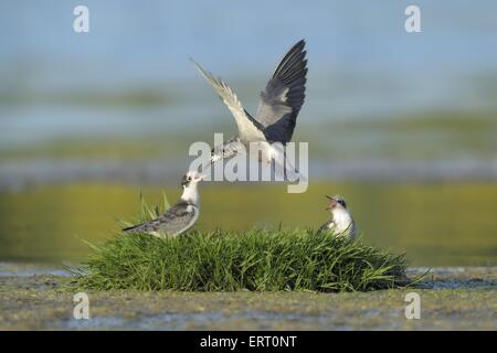 schwarze Seeschwalben Stockfoto