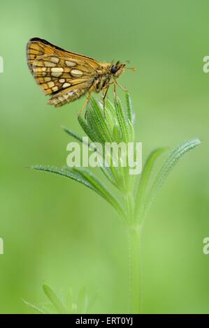 Arktische skipper Stockfoto