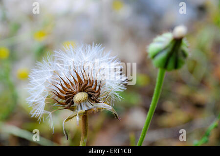 Löwenzahn - flauschige Samen Kugel. Fotografiert in Israel im April selektiven Fokus set mit ERT1CC Stockfoto