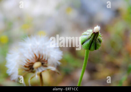 Löwenzahn - flauschige Samen Kugel. Fotografiert in Israel im April. selektiven Fokus set mit ERT1CB Stockfoto