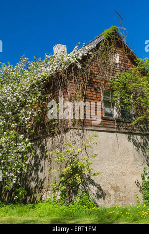 Rustikales Holzhaus fallenden Blüten unter blauem Himmel Stockfoto