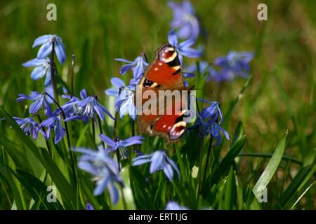 Tagpfauenauge Stockfoto